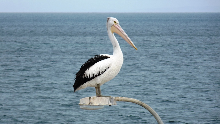Pelikan
